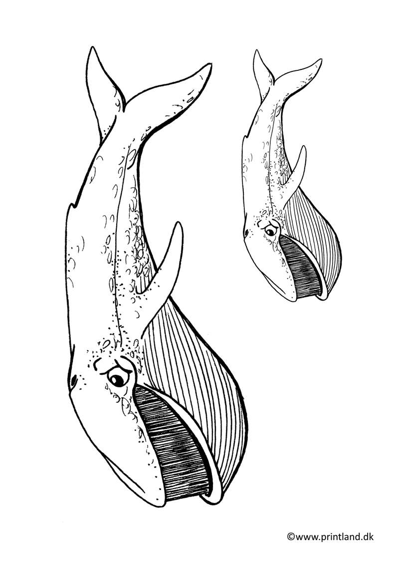 a14. blåhvaler