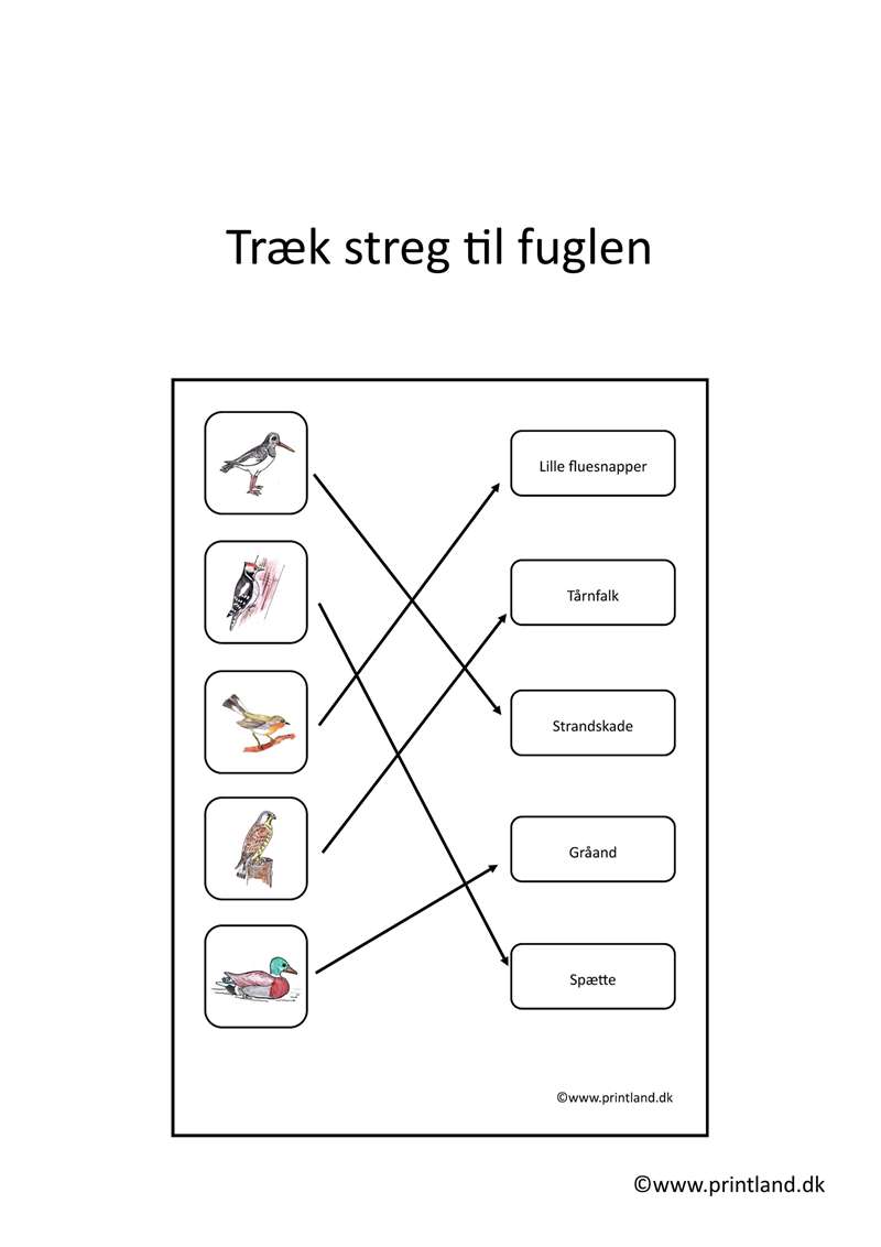 a11. forside træk streg til fuglen