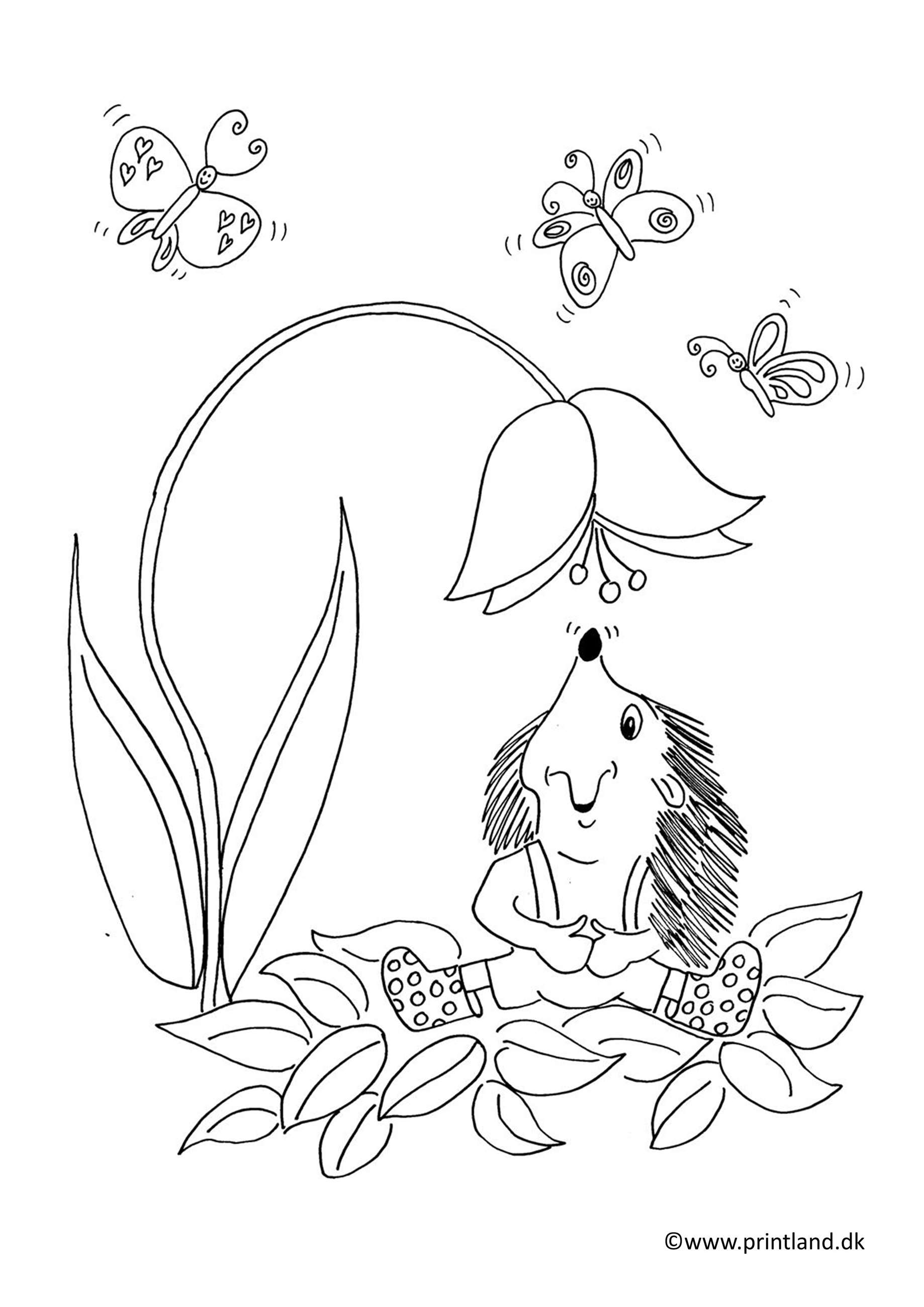 a10. pindsvin dufter blomst