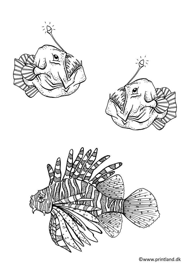 a12. lygtefisk dragefisk