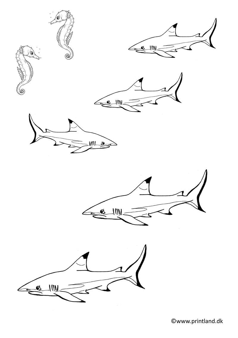 a15. søheste hajer