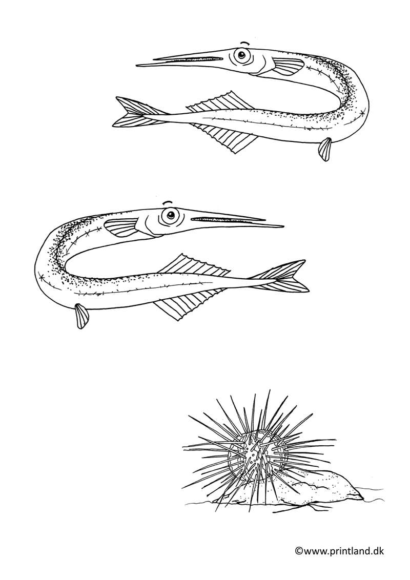 a18 hornfisk søpindsvin