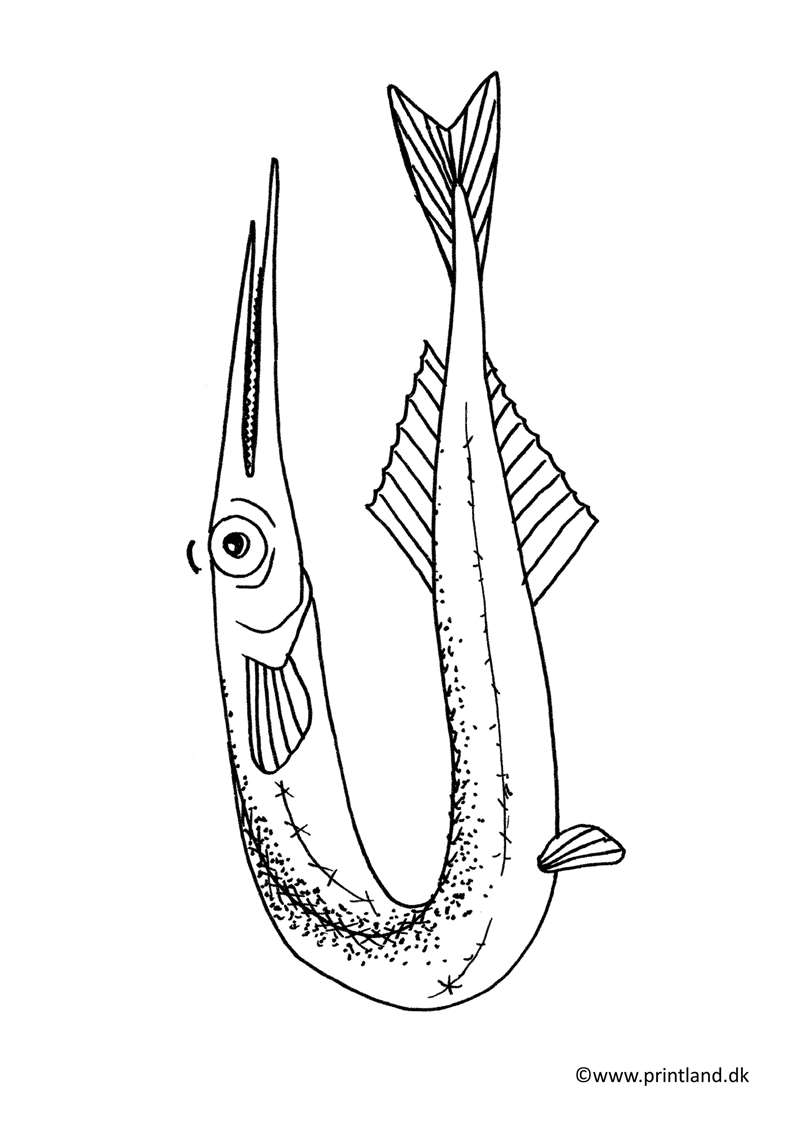 a39. hornfisk